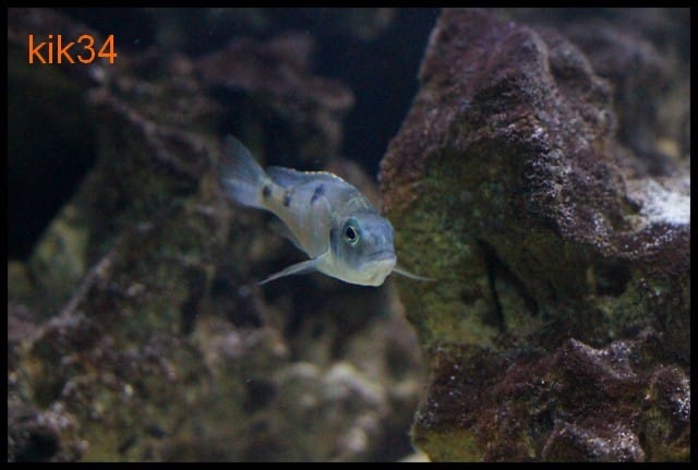 Hemitilapia oxyrhynchus 'Likoma Island'